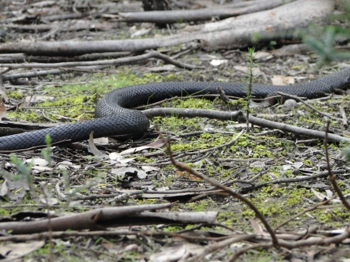 black tiger snake at Snake Lagoon)