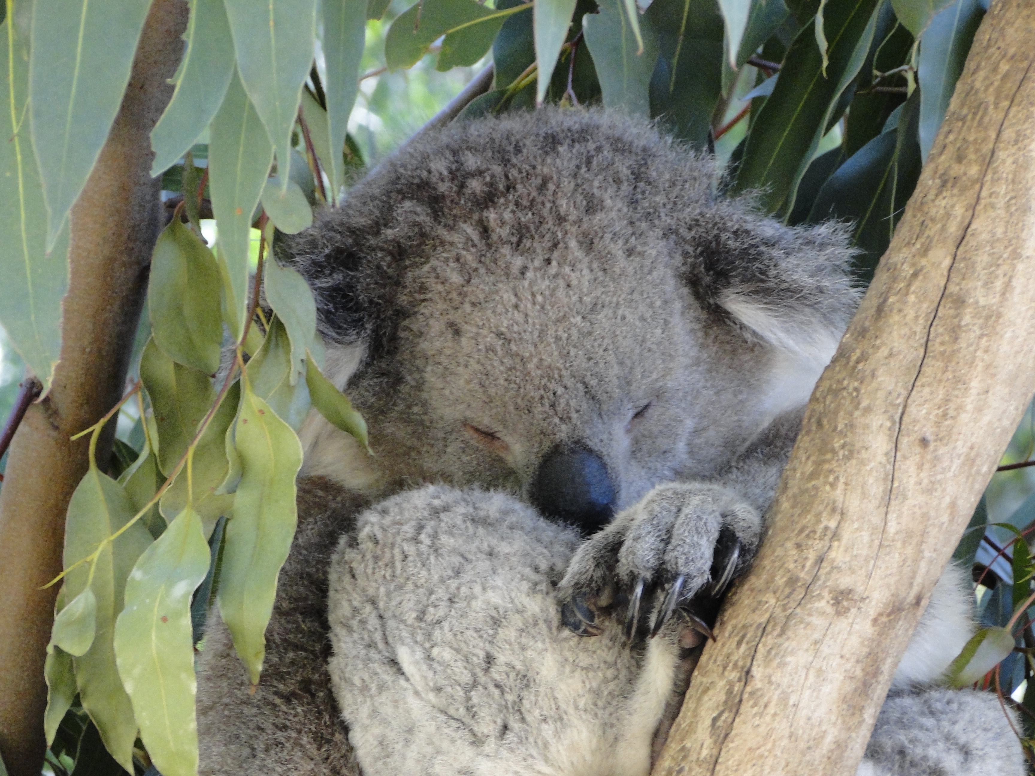 Melbourne Zoo | An American in Australia